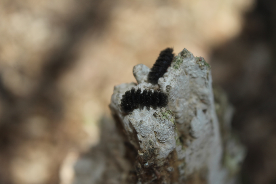 Amata phegea - fehérpettyes álcsüngőlepke