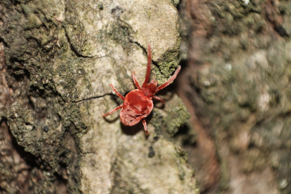 Allothrombium
