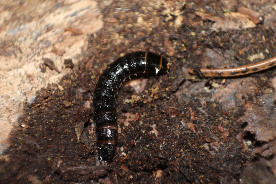 Stenagostus rhombeus - rombusznyakú pattanó