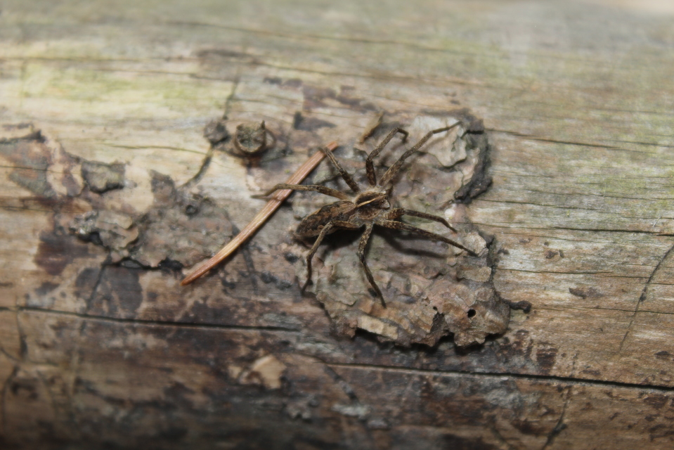 Pisaura mirabilis - csodáspók