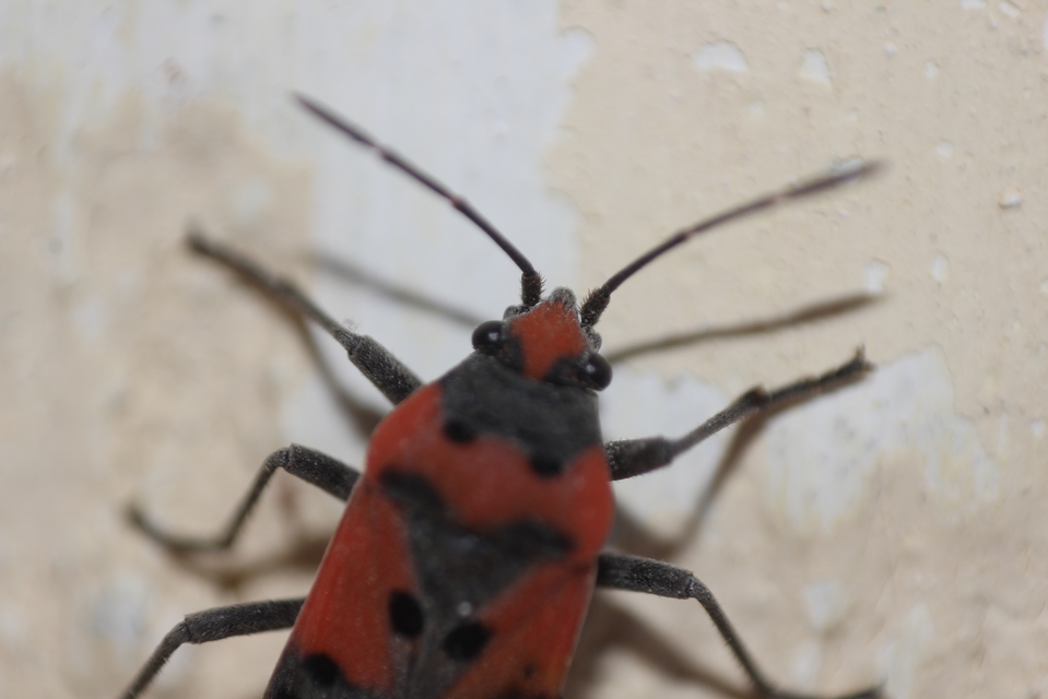 Lygaeus equestris - közönséges lovagbodobács