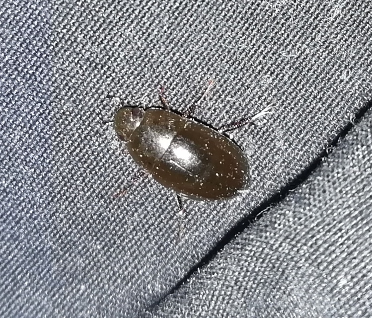 Limnoxenus niger - fekete csibor