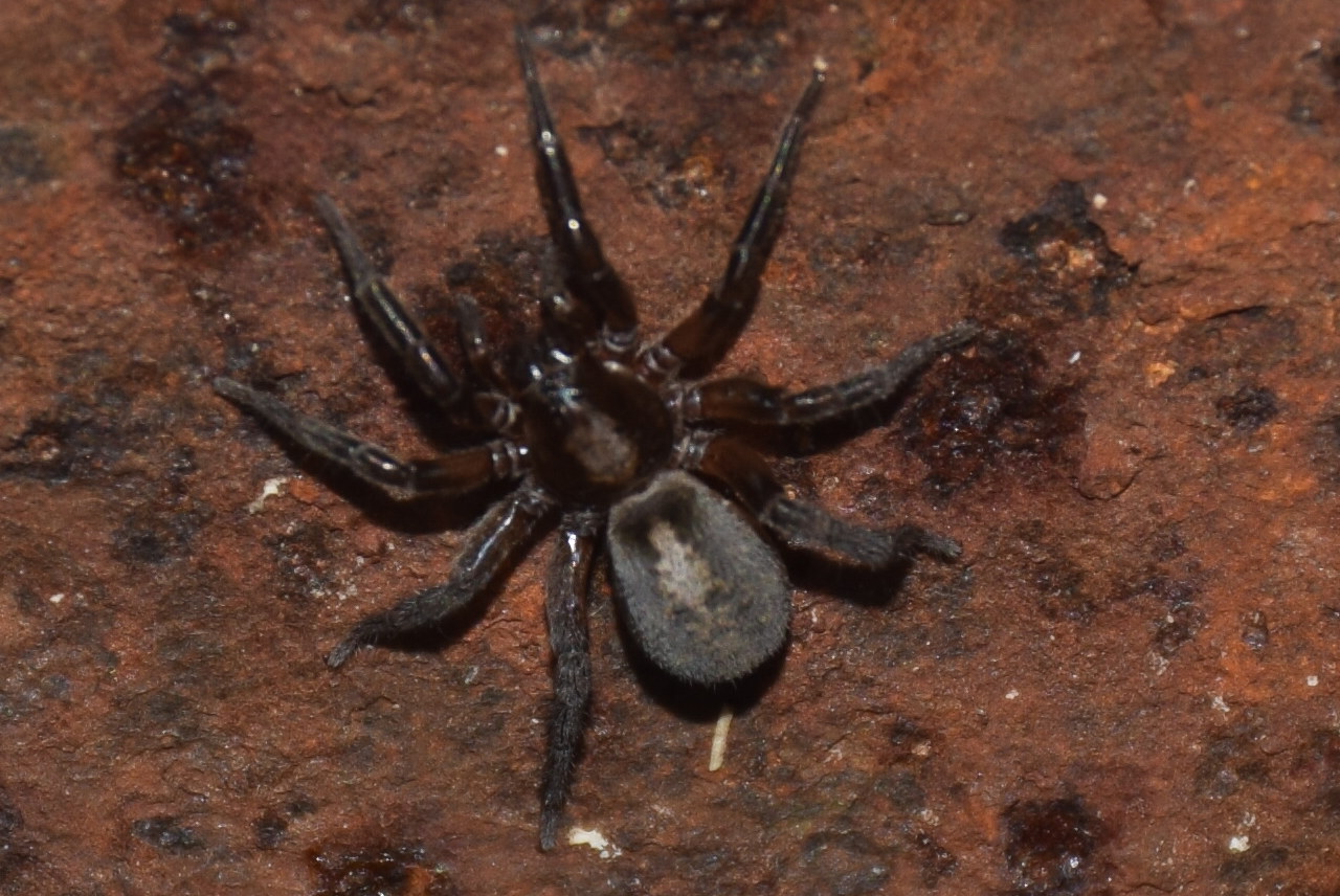 Arctosa lutetiana