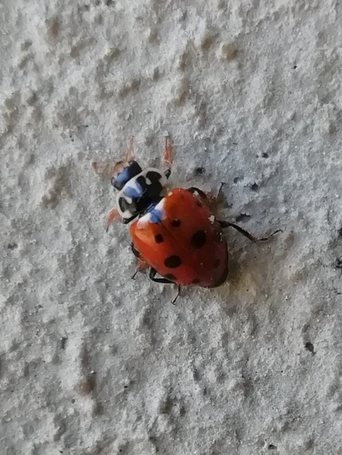 Hippodamia variegata - tizenhárompettyes katica