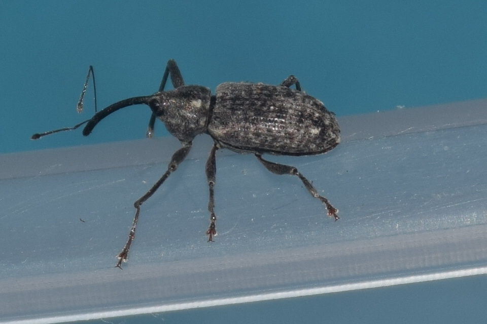 Dorytomus longimanus - kétalakú hangormányos