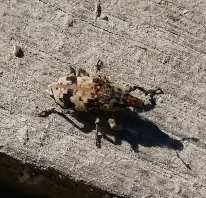 Bothynoderes affinis - sávos barkó