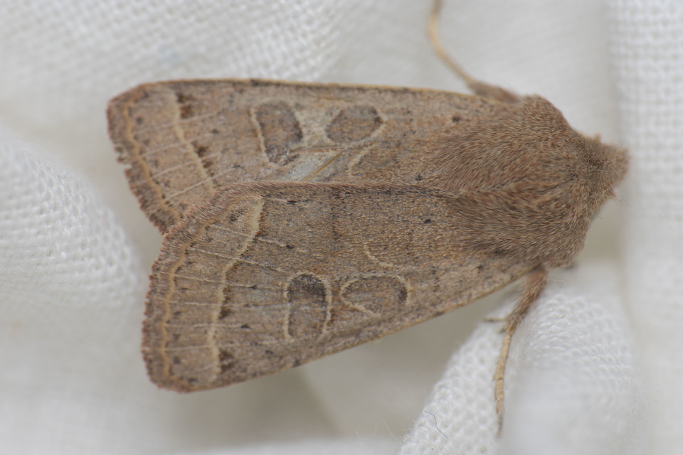 Orthosia cerasi - közepes barkabagoly
