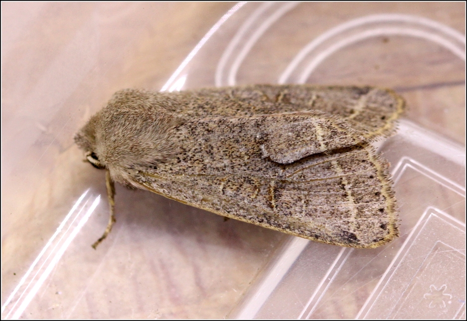 Orthosia cerasi - közepes barkabagoly