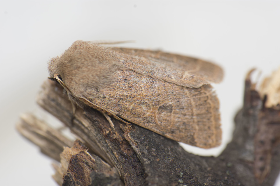 Orthosia cerasi - közepes barkabagoly