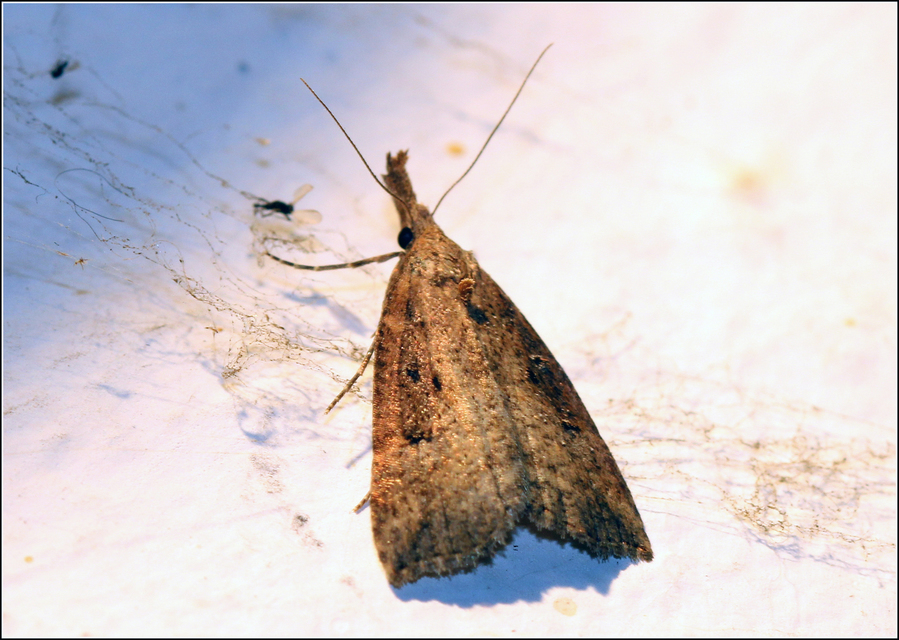 Hypena rostralis - közönséges karcsúbagoly