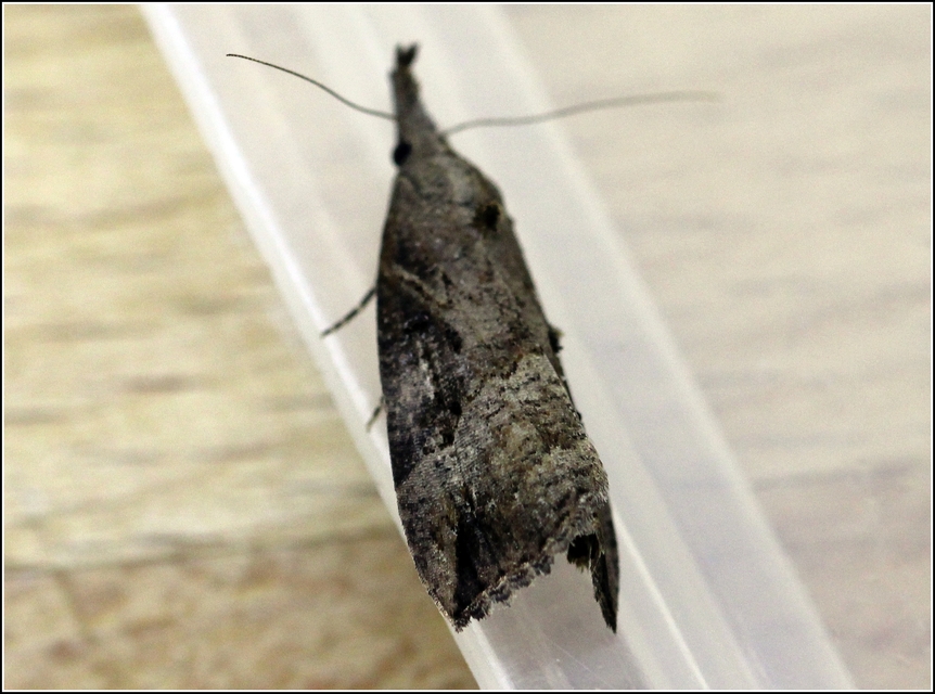 Hypena rostralis - közönséges karcsúbagoly