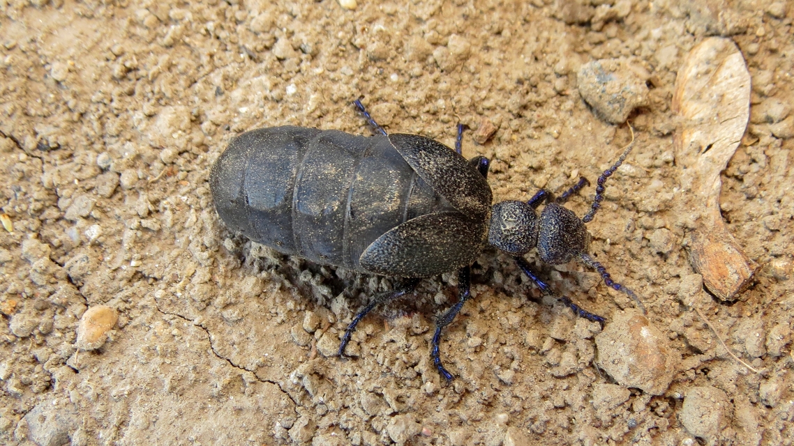 Meloe proscarabaeus - közönséges nünüke