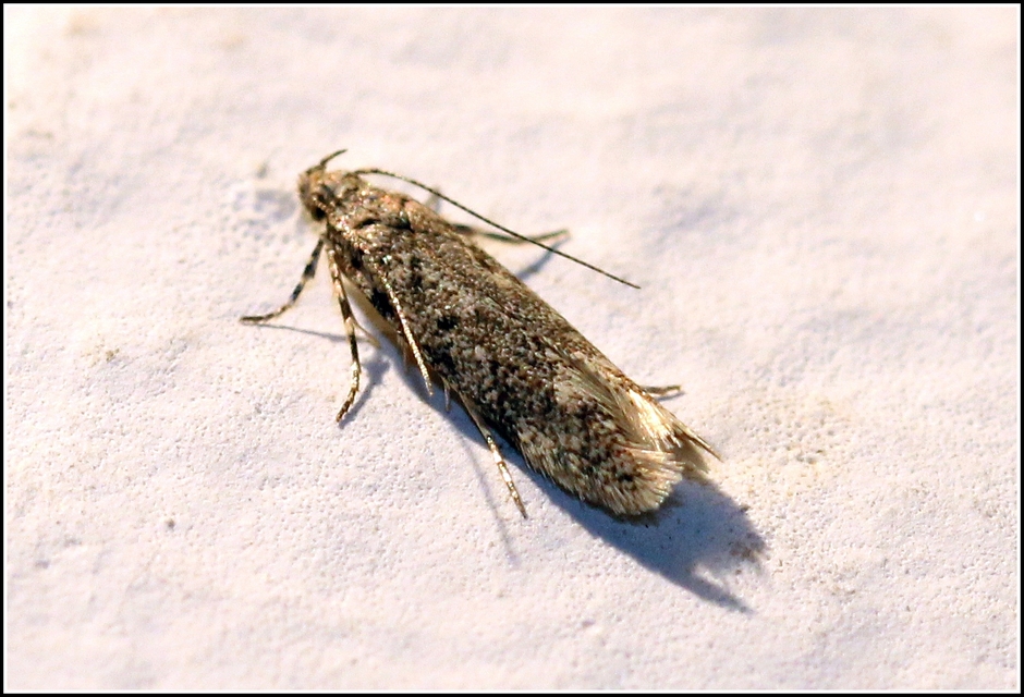 Gelechiidae - sarlósajkú-molylepkefélék