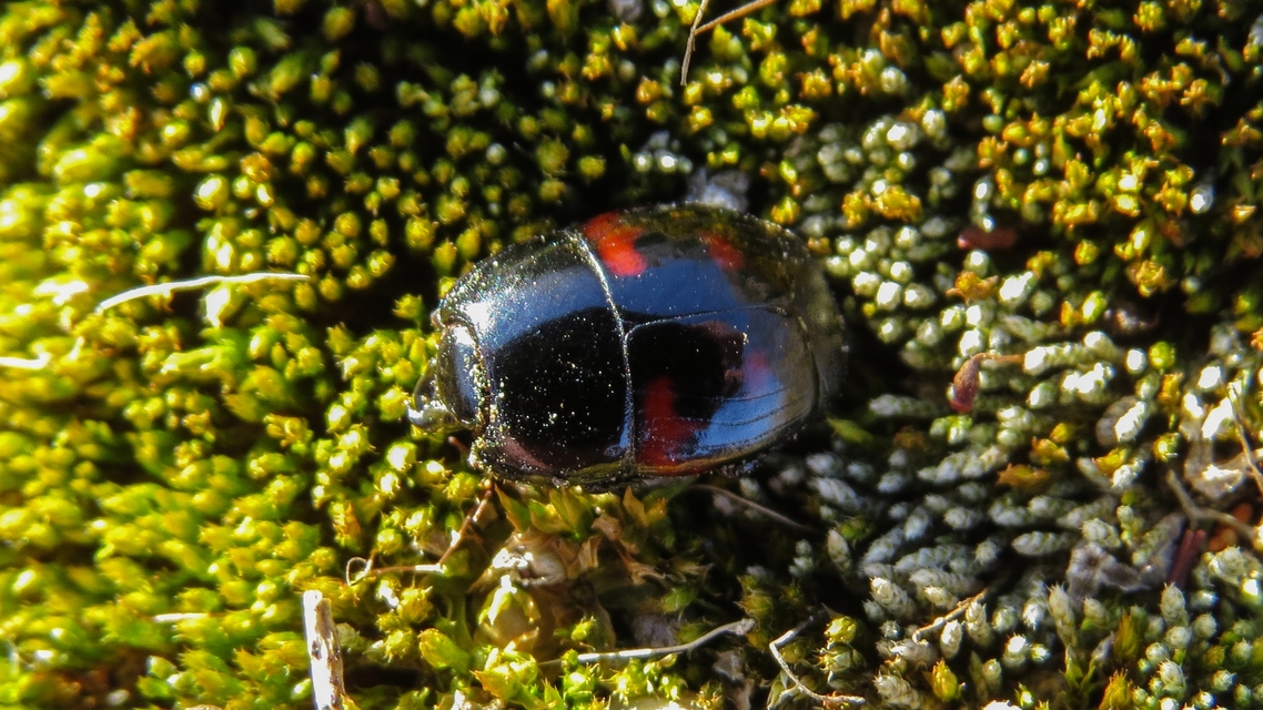 Hister quadrimaculatus - közönséges sutabogár