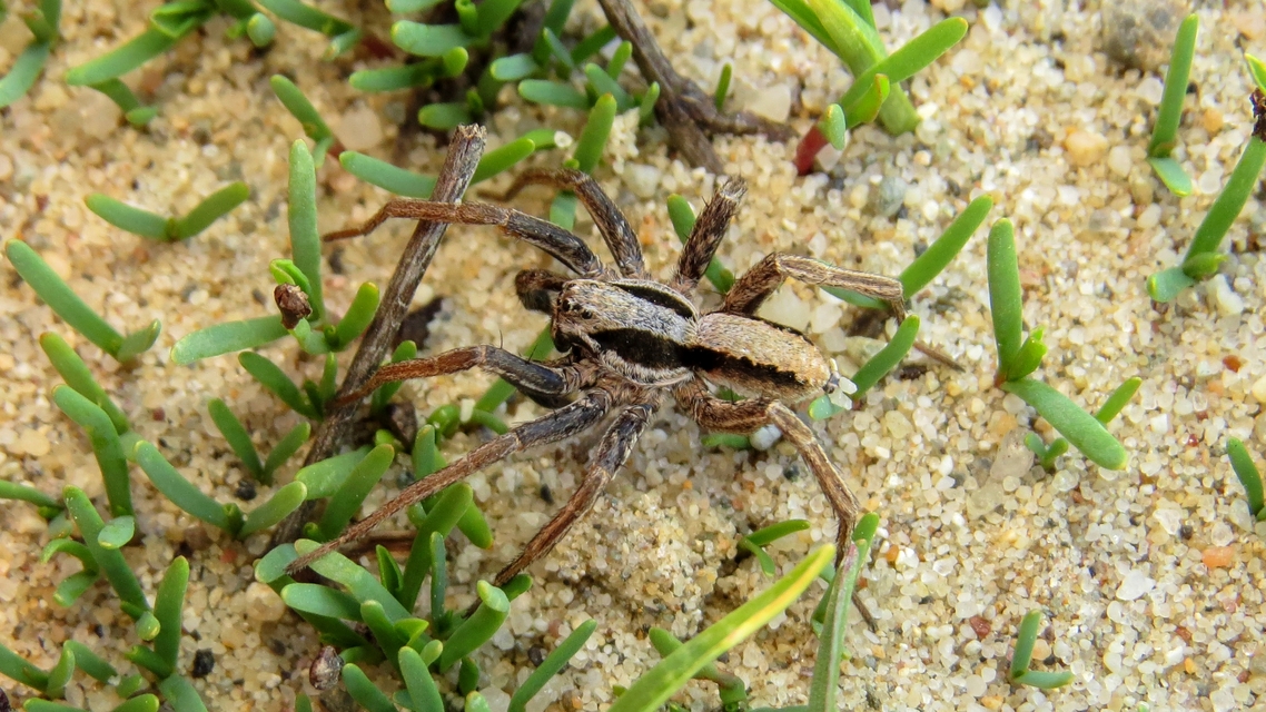 Alopecosa striatipes