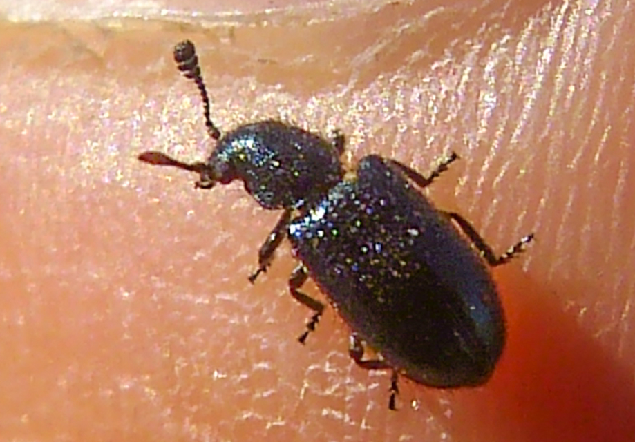 Necrobia violacea - kék hullabogár
