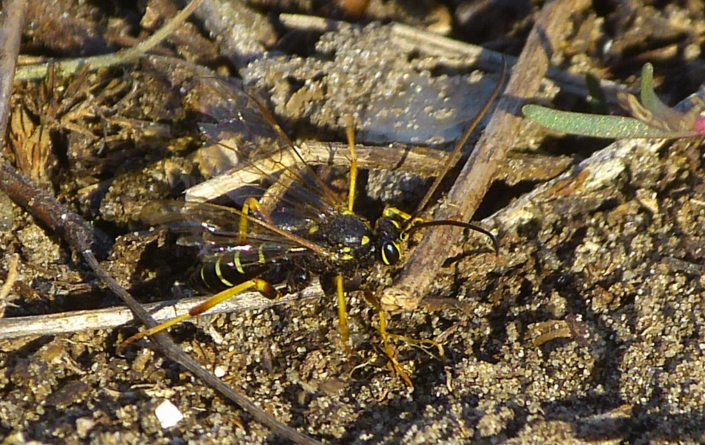Ichneumonidae - valódi fürkészdarazsak
