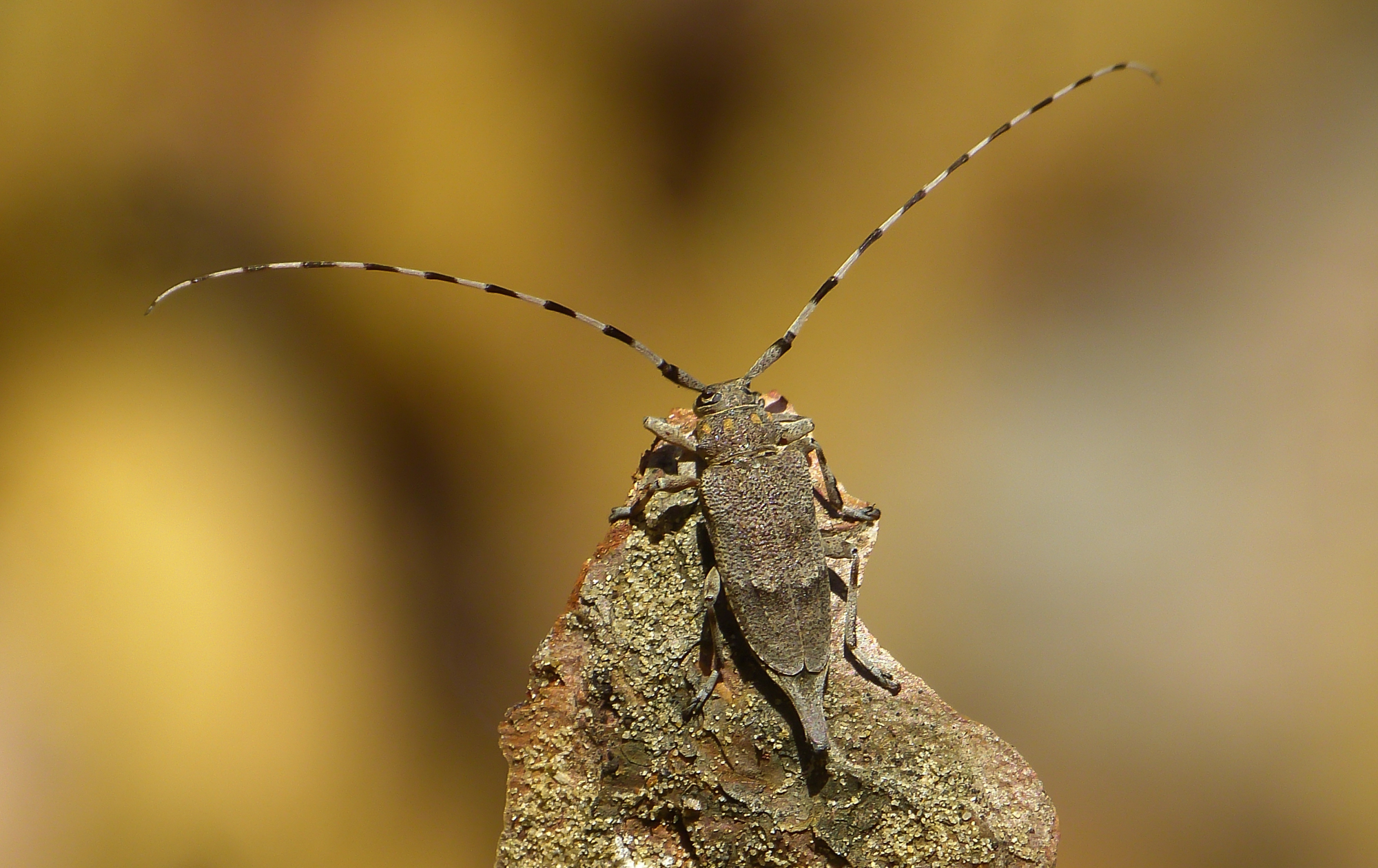 Acanthocinus aedilis - nagy daliáscincér