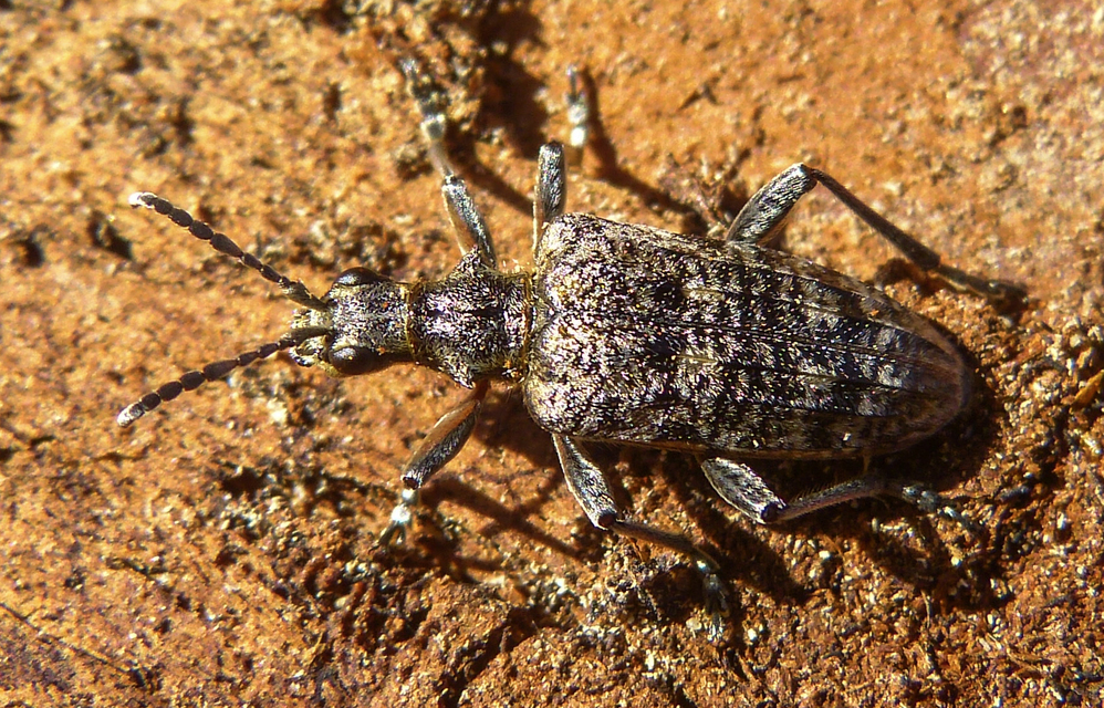 Rhagium inquisitor - fenyves-tövisescincér