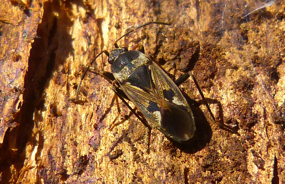 Rhyparochromus vulgaris - közönséges díszesbodobács