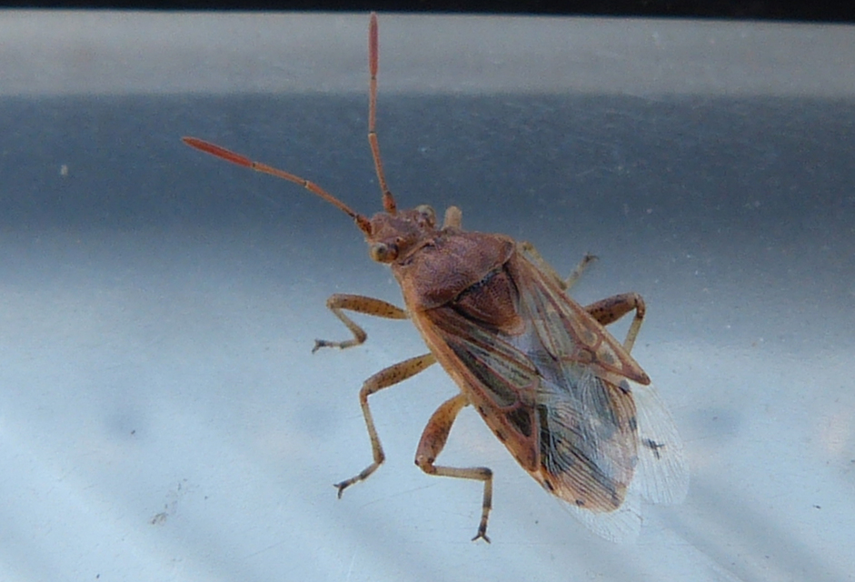 Rhopalidae - üvegpoloskák