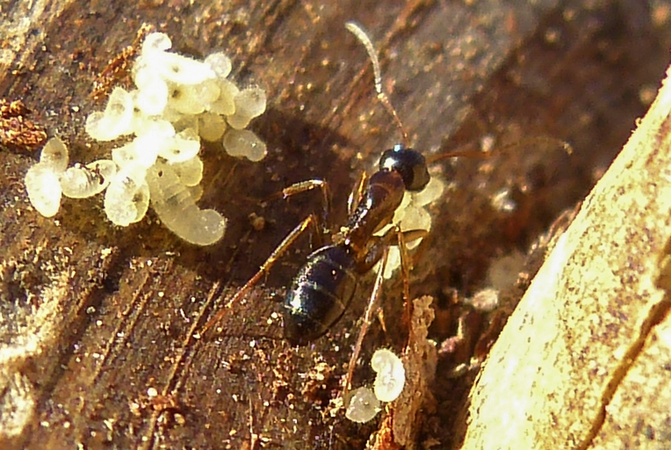 Camponotus fallax - ligeti lóhangya