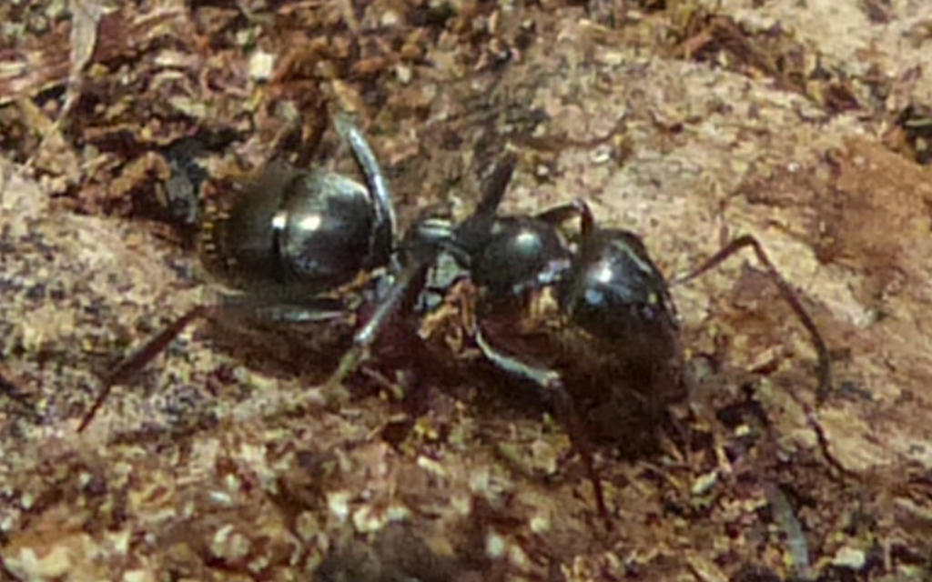 Formica fusca - kormos rabszolgahangya