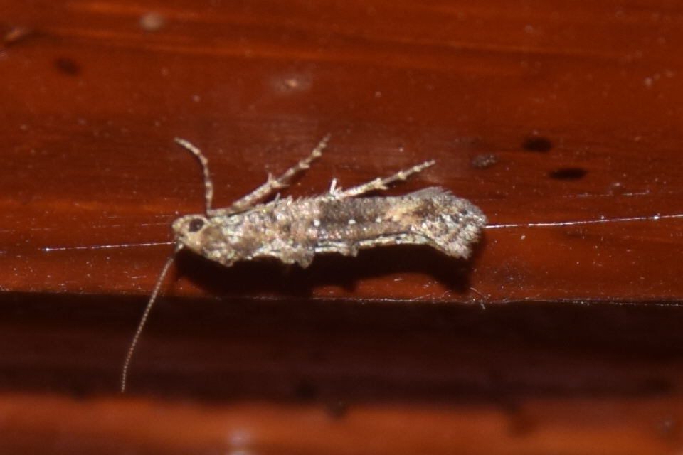 Epermenia chaerophyllella - barabolysodró íveltmoly