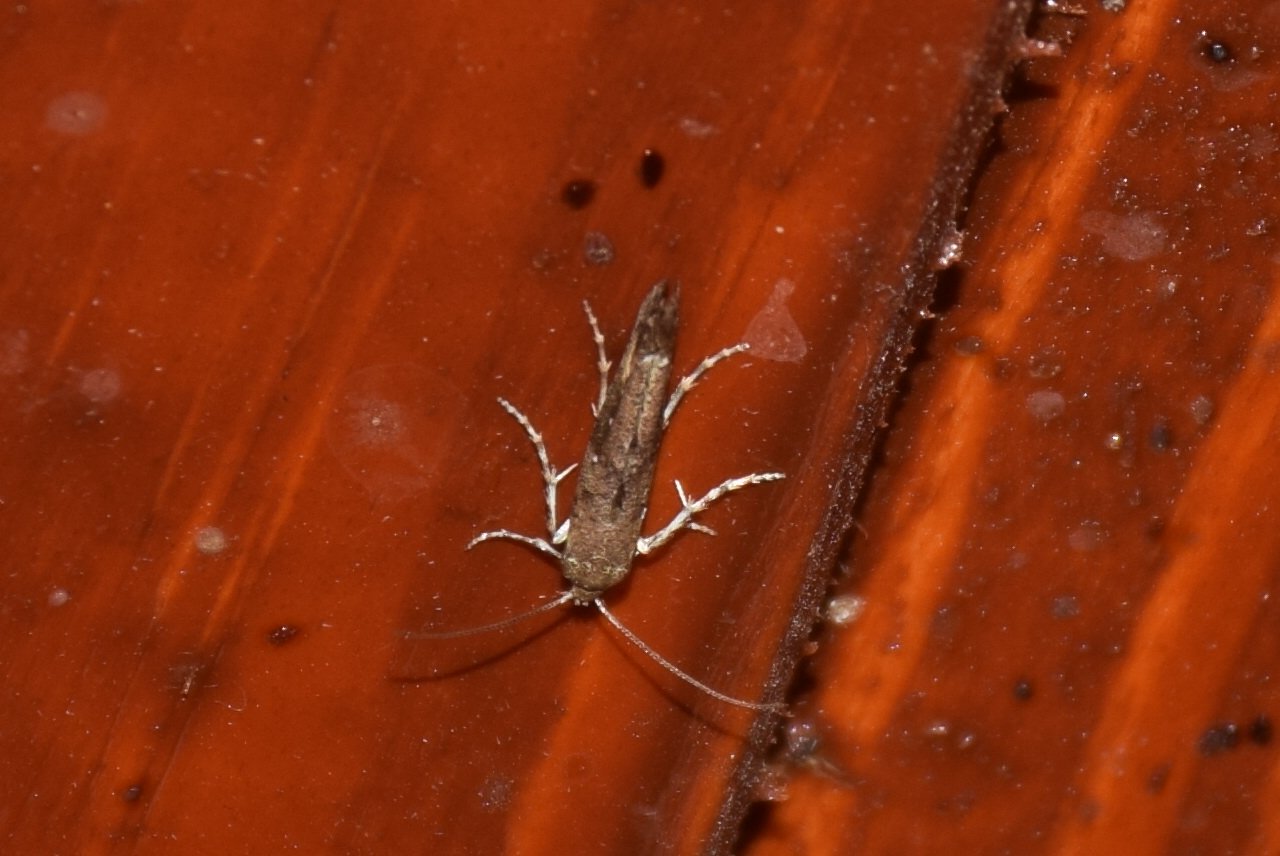 Epermenia chaerophyllella - barabolysodró íveltmoly