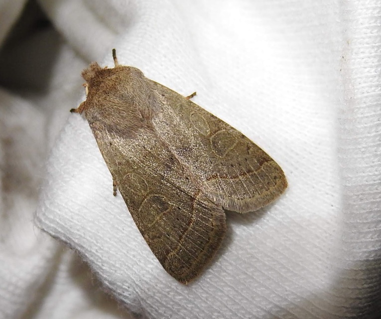 Orthosia cerasi - közepes barkabagoly