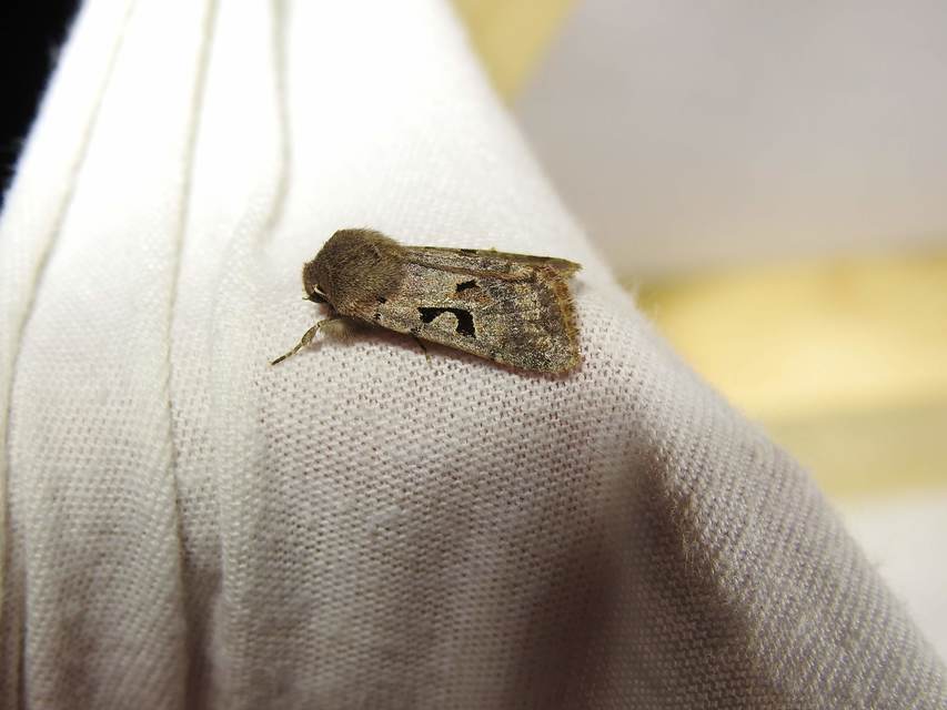 Orthosia gothica - feketefoltos barkabagoly