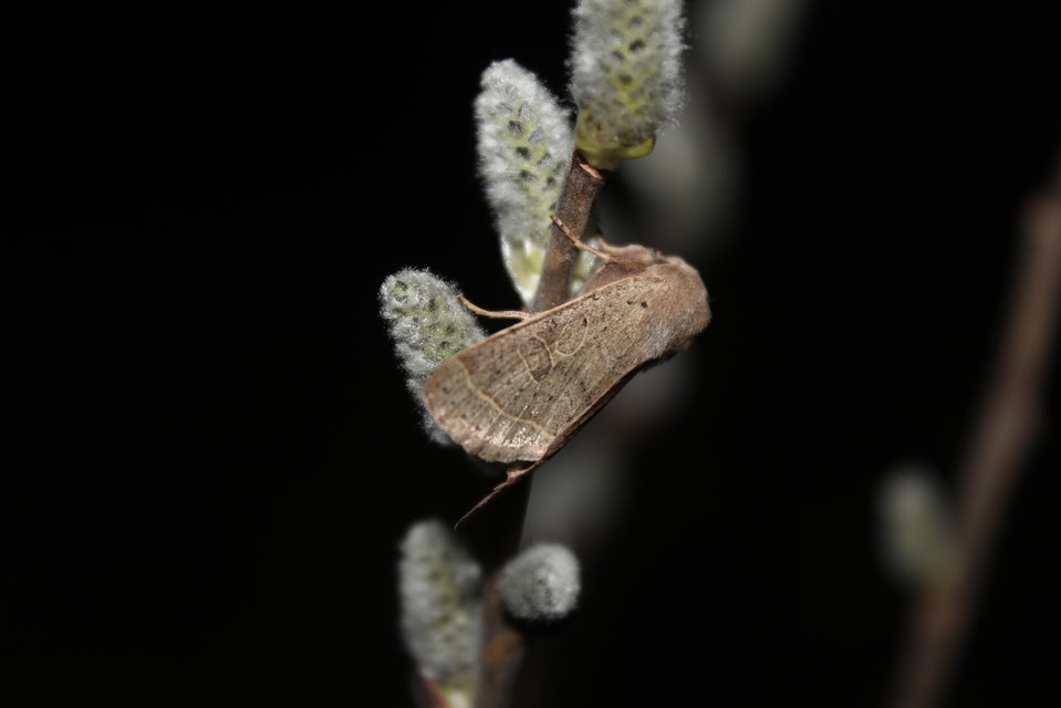 Orthosia cerasi - közepes barkabagoly