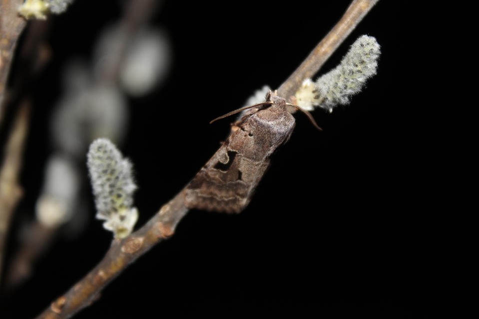 Orthosia gothica - feketefoltos barkabagoly