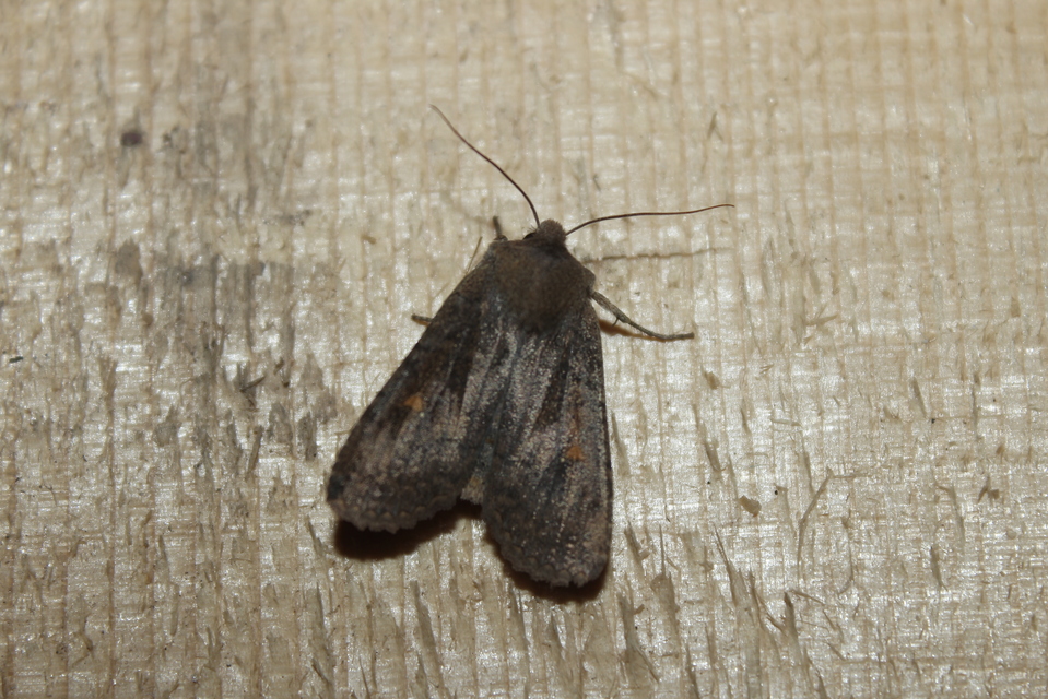 Eupsilia transversa - holdacskás télibagoly