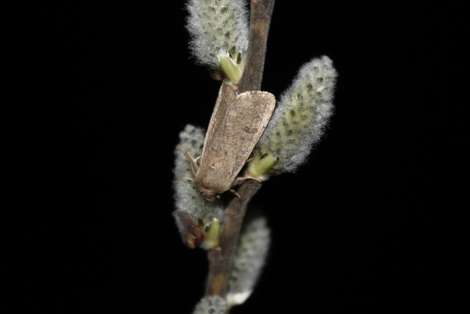 Orthosia cruda - kis barkabagoly