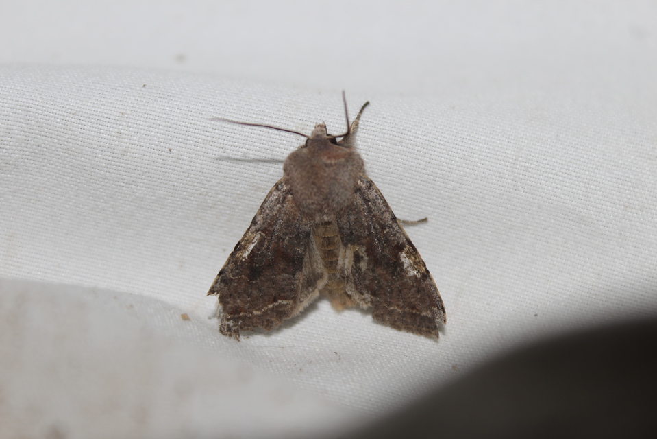 Orthosia incerta - változékony barkabagoly
