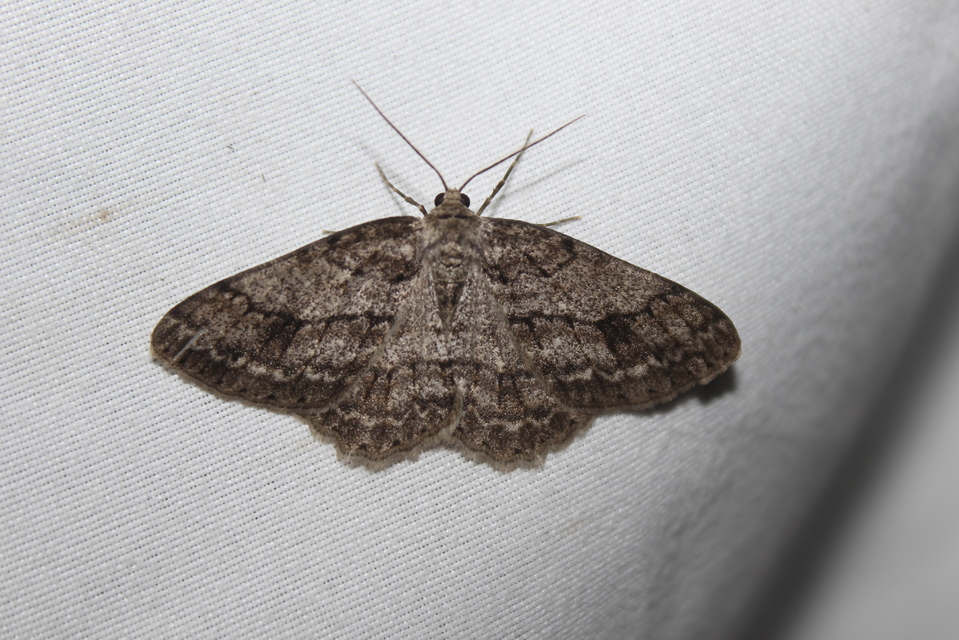 Ectropis crepuscularia - avararaszoló