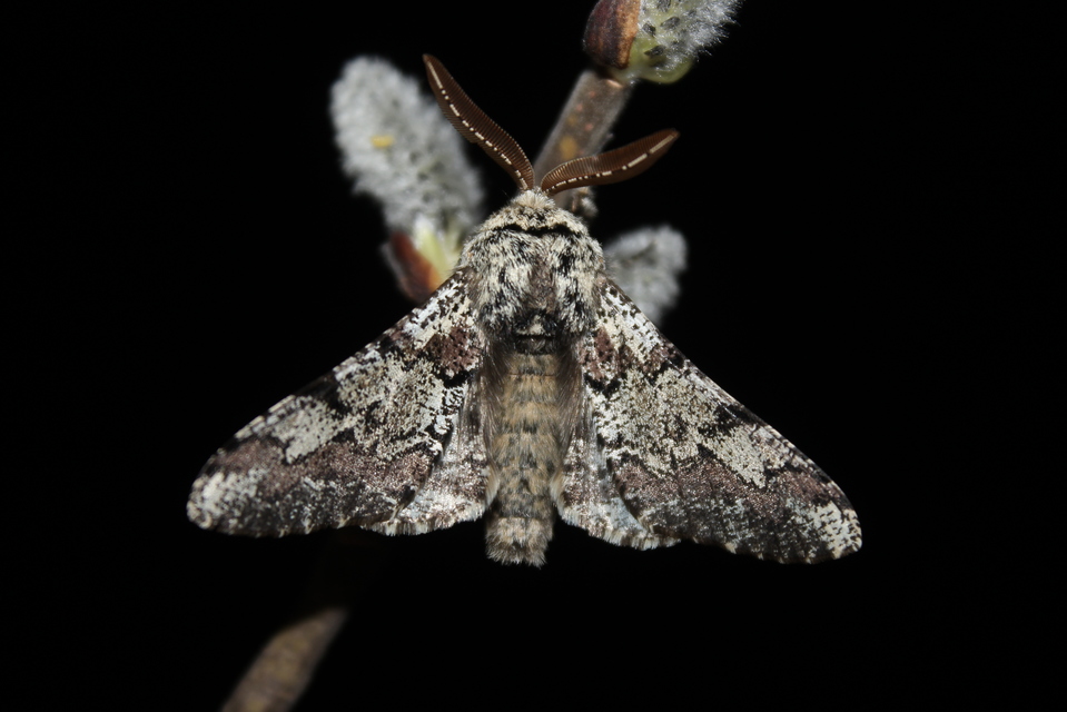 Biston strataria - barnapettyes araszoló