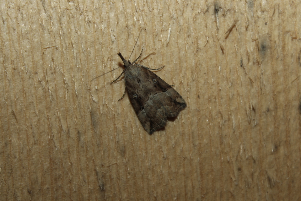 Hypena rostralis - közönséges karcsúbagoly