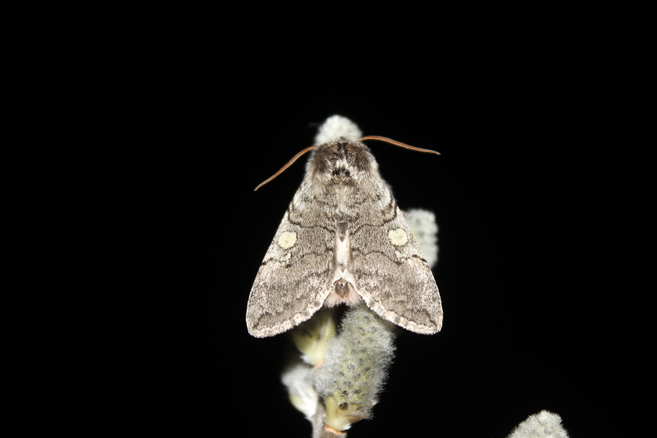 Achlya flavicornis - nyíres pihésszövő