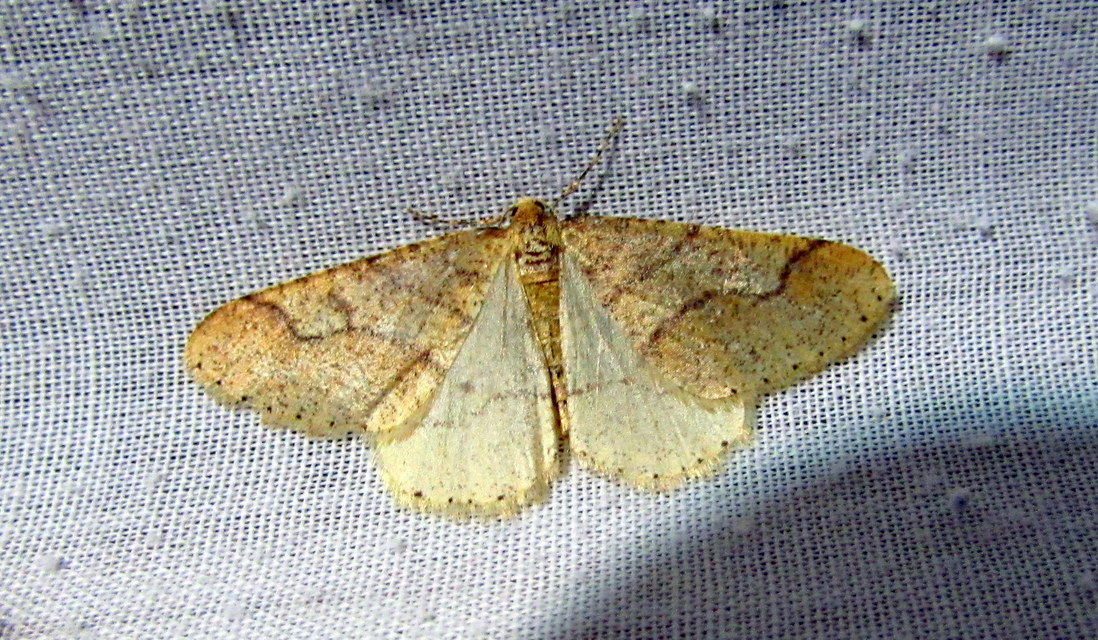 Agriopis marginaria - sárgás téliaraszoló