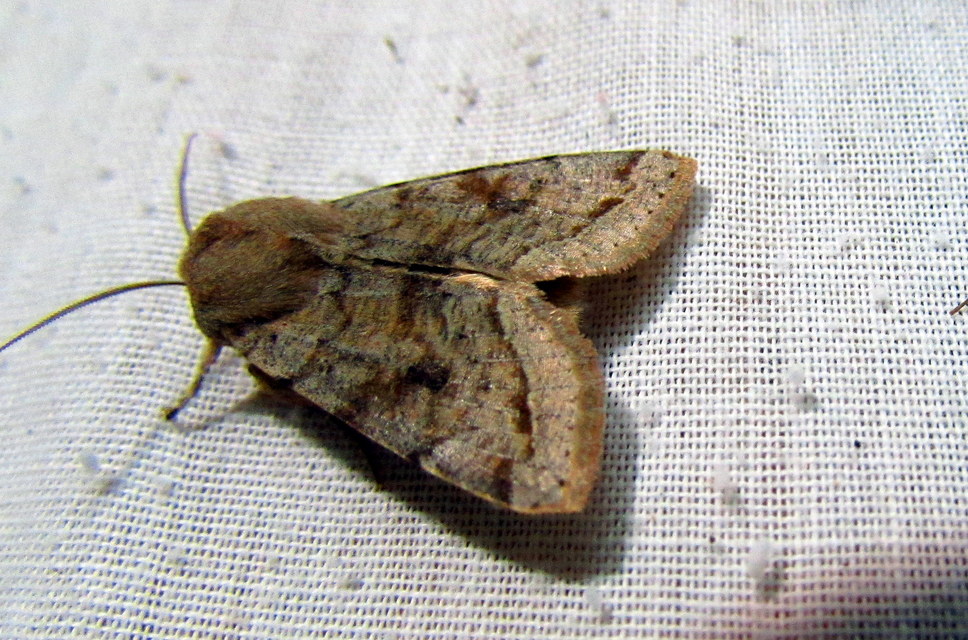 Orthosia incerta - változékony barkabagoly