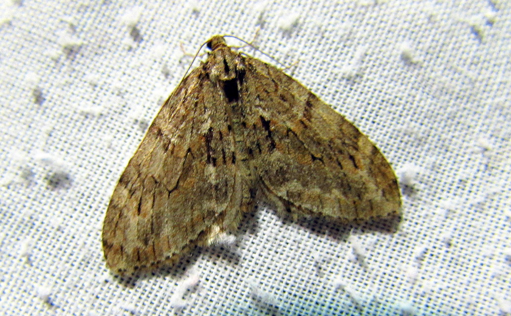 Trichopteryx polycommata - kőrisfa-lebenyesaraszoló