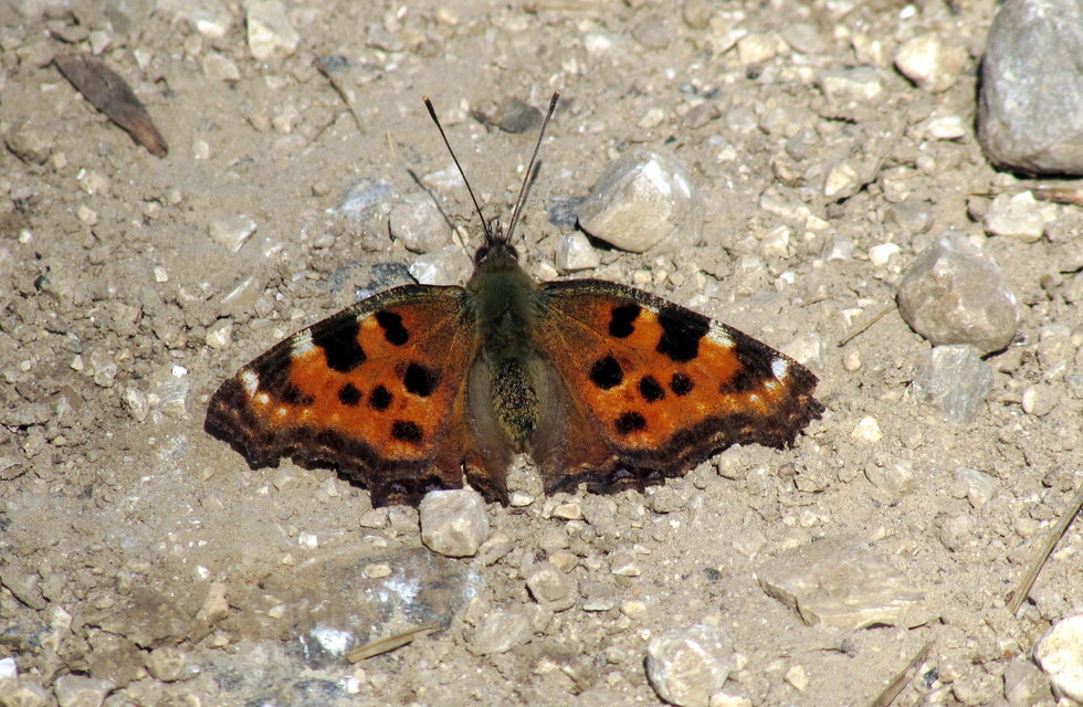 Nymphalis polychloros - nagy rókalepke