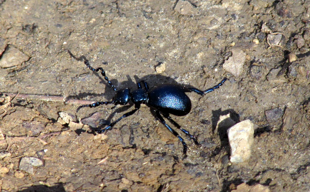 Meloe violaceus - kék nünüke