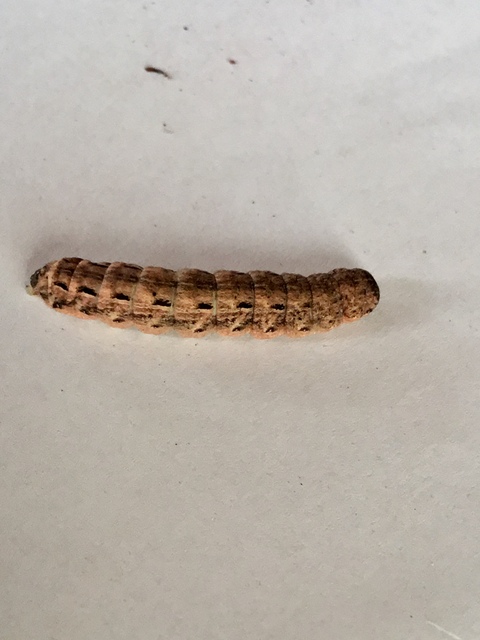 Noctua pronuba - nagy sárgafűbagoly