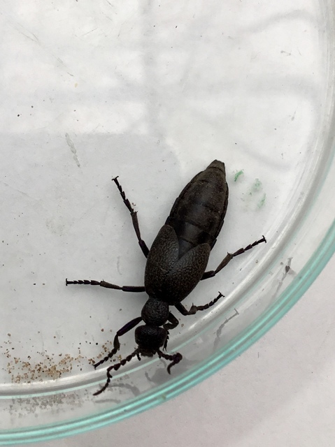 Meloe proscarabaeus - közönséges nünüke