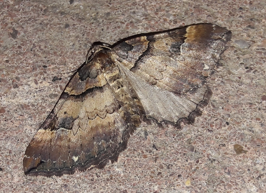 Earophila badiata - csipkerózsa-araszoló