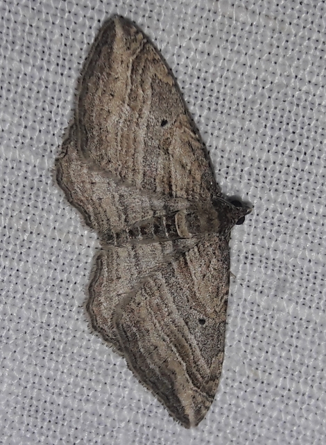 Costaconvexa polygrammata - soksávú araszoló