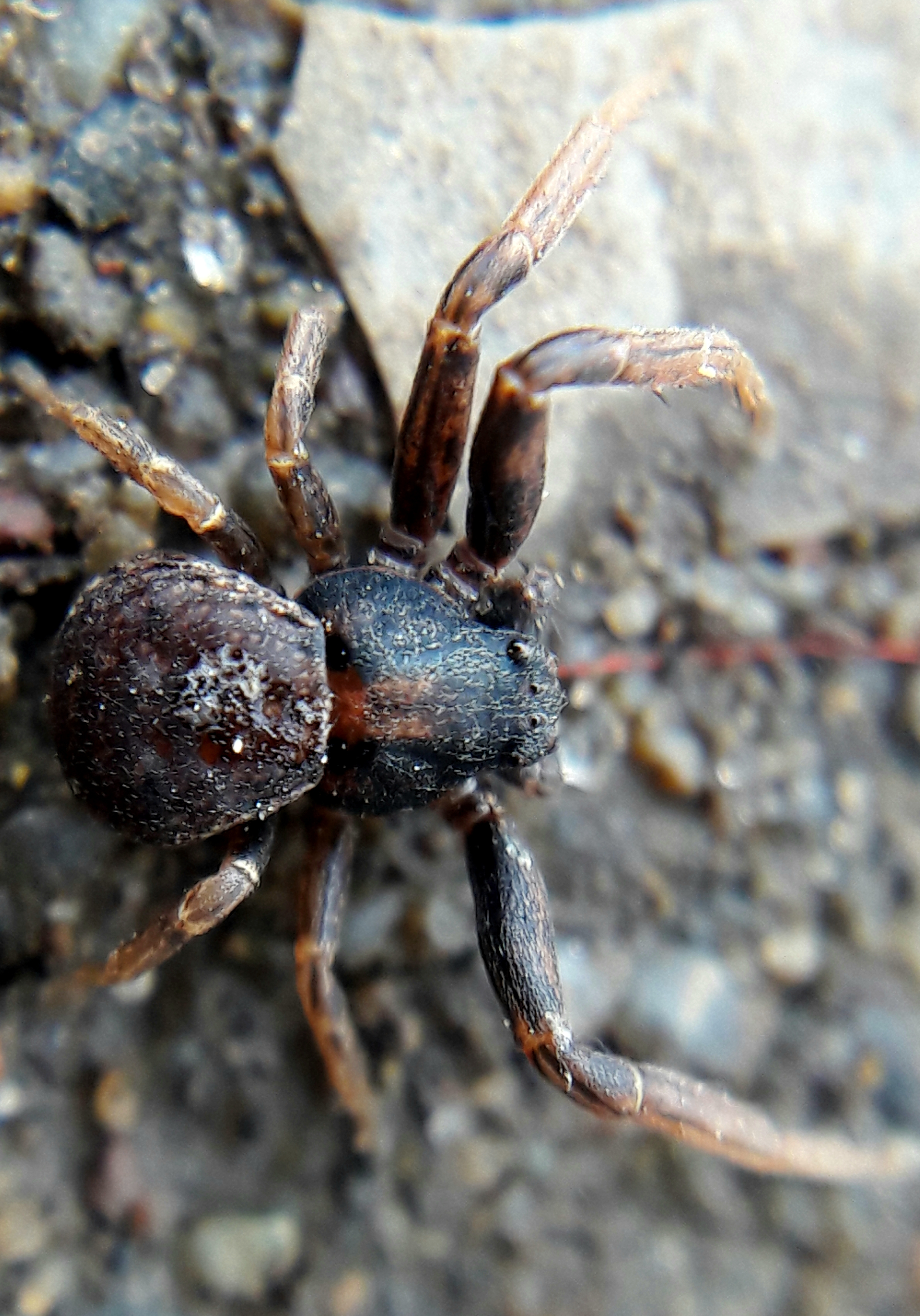 Ozyptila brevipes